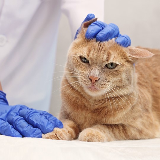 ginger cat at vet